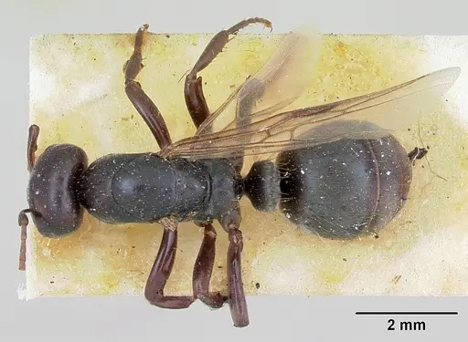 Polyergus nigerrimus specimen CASENT0173340 image casent0173340_1