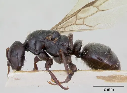 Polyergus nigerrimus specimen CASENT0173340 image casent0173340_3