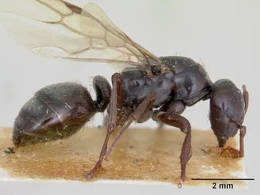 Polyergus nigerrimus specimen CASENT0173340 image casent0173340_4