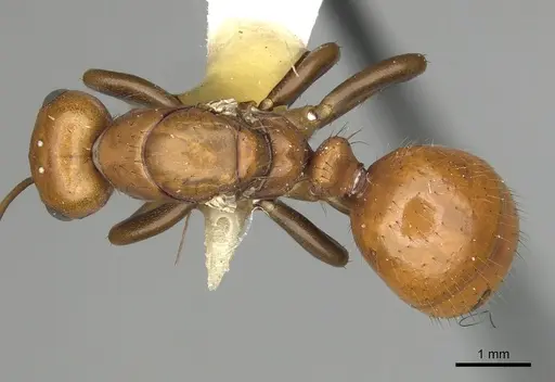 Polyergus oligergus specimen CASENT0281050 image casent0281050_1