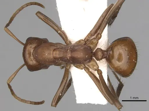 Polyergus oligergus specimen CASENT0281051 image casent0281051_1