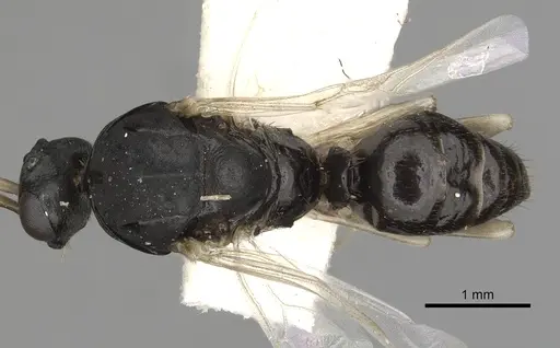 Polyergus oligergus specimen CASENT0281052 image casent0281052_1