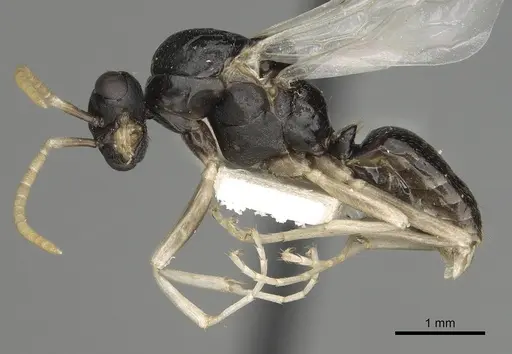 Polyergus oligergus specimen CASENT0281052 image casent0281052_3