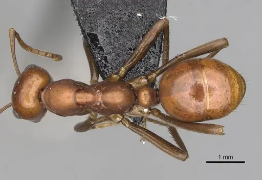 Polyergus oligergus specimen CASENT0281053 image casent0281053_1