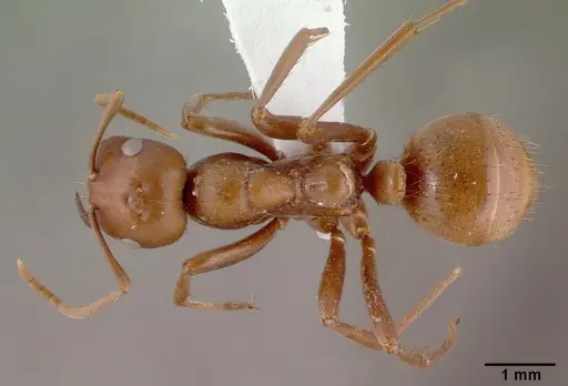 Polyergus rufescens specimen CASENT0010688 image casent0010688_1