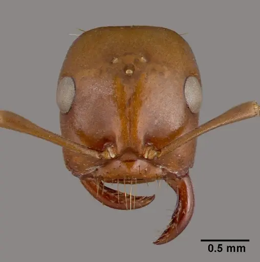 Polyergus rufescens specimen CASENT0010688 image casent0010688_2