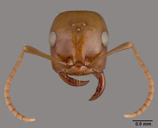 Polyergus rufescens specimen CASENT0010688 image casent0010688_3