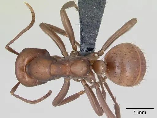 Polyergus rufescens specimen CASENT0173859 image casent0173859_1