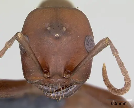 Polyergus rufescens specimen CASENT0173859 image casent0173859_2