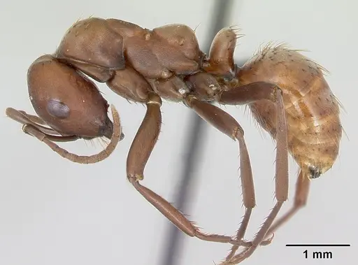 Polyergus rufescens specimen CASENT0173859 image casent0173859_3