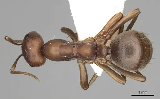 Polyergus rufescens specimen CASENT0281061 image casent0281061_1