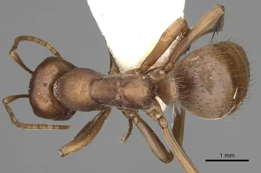 Polyergus rufescens specimen CASENT0281062 image casent0281062_1