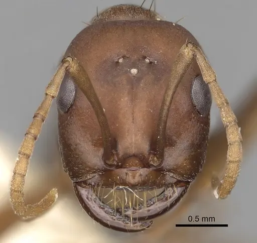 Polyergus rufescens specimen CASENT0281062 image casent0281062_2