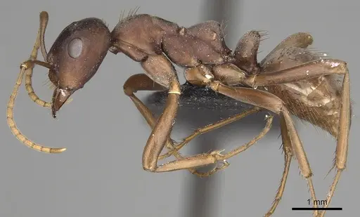 Polyergus samurai specimen CASENT0281083 image casent0281083_3