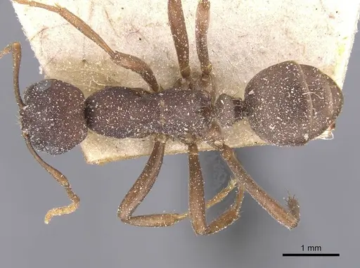 Polyergus samurai specimen CASENT0912268 image casent0912268_1