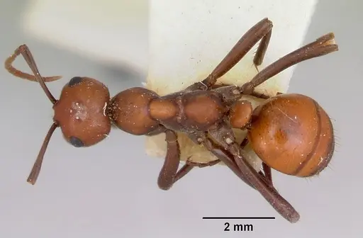 Polyergus sanwaldi specimen CASENT0172895 image casent0172895_1
