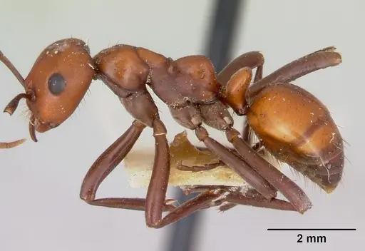 Polyergus sanwaldi specimen CASENT0172895 image casent0172895_3