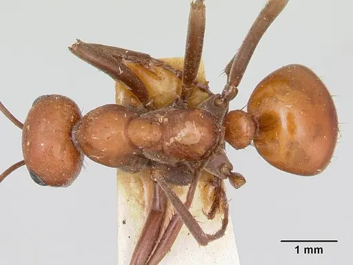 Polyergus sanwaldi specimen CASENT0172896 image casent0172896_1