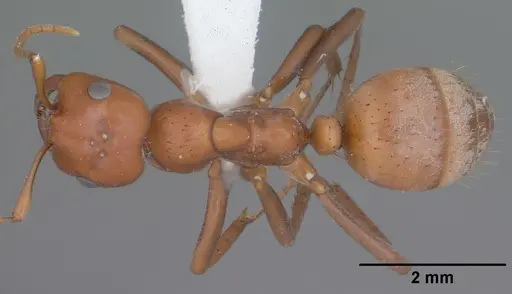 Polyergus topoffi specimen CASENT0102822 image casent0102822_1