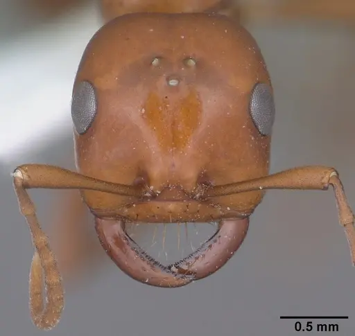 Polyergus topoffi specimen CASENT0102822 image casent0102822_2