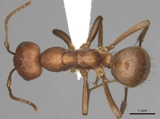 Polyergus topoffi specimen CASENT0281075 image casent0281075_1