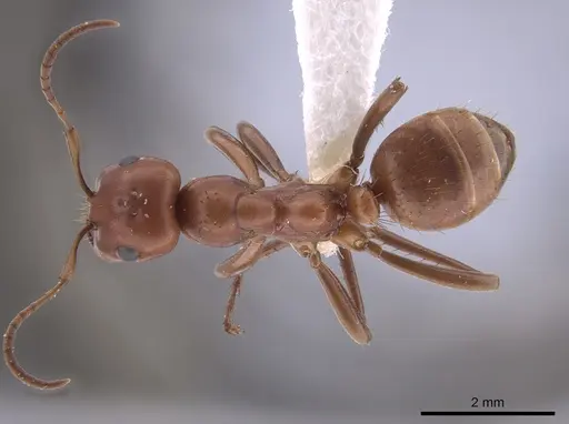 Polyergus topoffi specimen JTLC000007833 image jtlc000007833_1