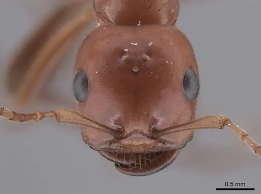 Polyergus topoffi specimen JTLC000007833 image jtlc000007833_2