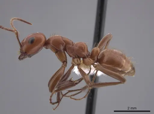 Polyergus topoffi specimen JTLC000007833 image jtlc000007833_3