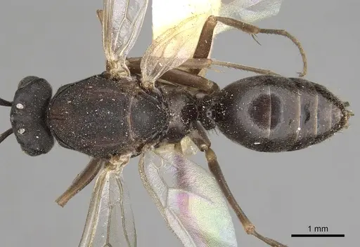 Polyergus vinosus specimen CASENT0281081 image casent0281081_1
