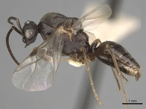 Polyergus vinosus specimen CASENT0281081 image casent0281081_4