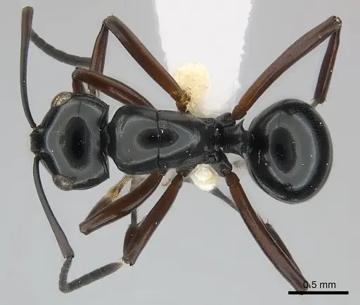 Polyrhachis abbreviata specimen CASENT0217419 image casent0217419_1