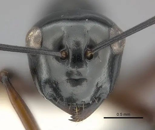 Polyrhachis abbreviata specimen CASENT0217419 image casent0217419_2