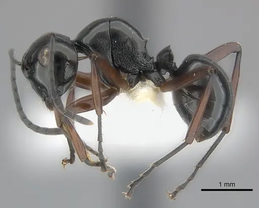 Polyrhachis abbreviata specimen CASENT0217419 image casent0217419_3