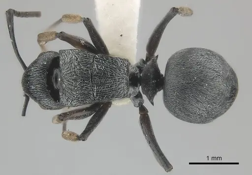 Polyrhachis abdita specimen CASENT0217418 image casent0217418_1