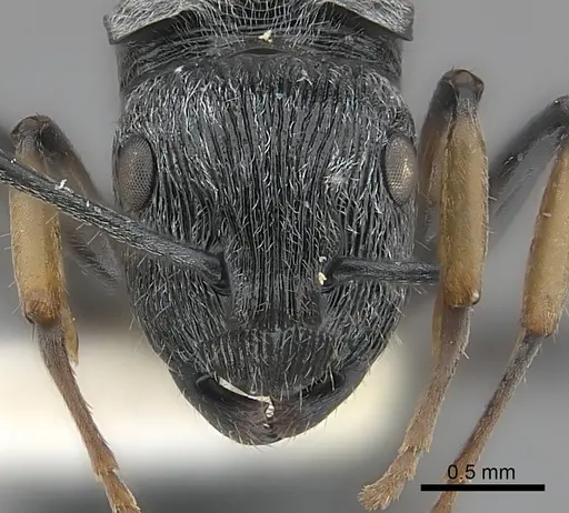 Polyrhachis abdita specimen CASENT0217418 image casent0217418_2