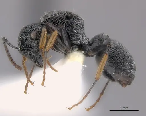 Polyrhachis abdita specimen CASENT0217418 image casent0217418_3