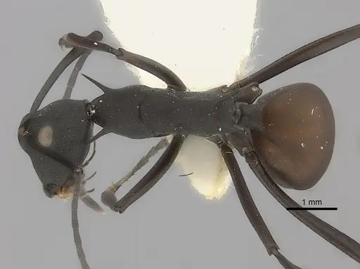 Polyrhachis abdominalis specimen CASENT0217739 image casent0217739_1