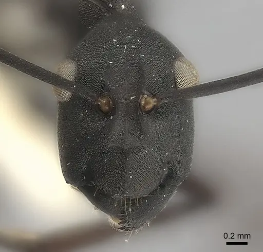 Polyrhachis abdominalis specimen CASENT0217739 image casent0217739_2