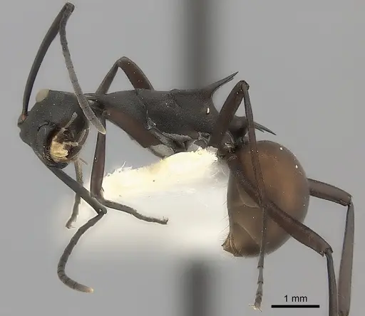 Polyrhachis abdominalis specimen CASENT0217739 image casent0217739_3