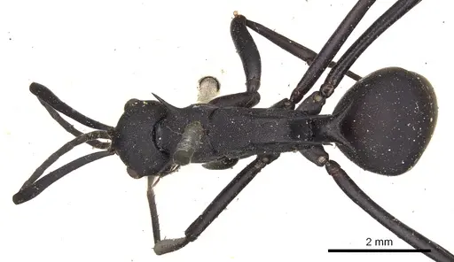 Polyrhachis abdominalis specimen CASENT0901824 image casent0901824_1