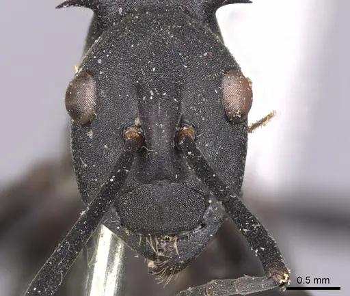 Polyrhachis abdominalis specimen CASENT0901824 image casent0901824_2