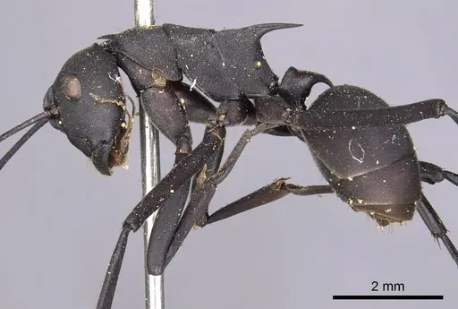 Polyrhachis abdominalis specimen CASENT0901824 image casent0901824_3