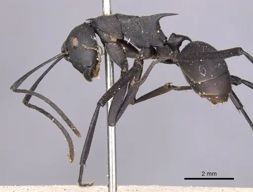 Polyrhachis abdominalis specimen CASENT0901824 image casent0901824_4