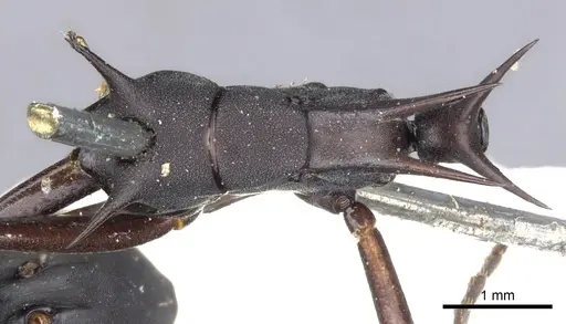 Polyrhachis abdominalis specimen CASENT0903367 image casent0903367_1