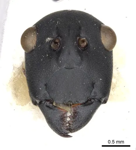 Polyrhachis abdominalis specimen CASENT0903367 image casent0903367_2