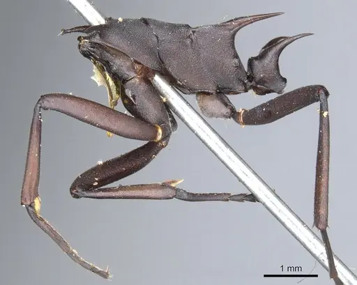 Polyrhachis abdominalis specimen CASENT0903367 image casent0903367_3