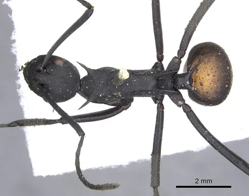 Polyrhachis abdominalis specimen CASENT0903368 image casent0903368_1