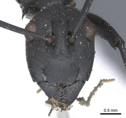 Polyrhachis abdominalis specimen CASENT0903368 image casent0903368_2