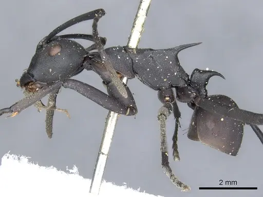 Polyrhachis abdominalis specimen CASENT0903368 image casent0903368_3