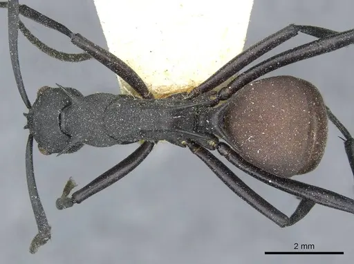Polyrhachis abdominalis specimen CASENT0910858 image casent0910858_1